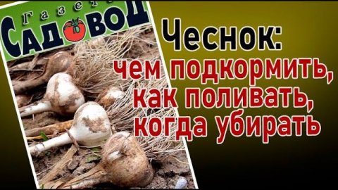 ЧЕСНОК чем подкормить, как поливать, когда убирать