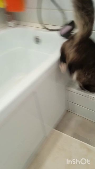 мой кот не доволен