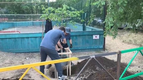 Садим березу