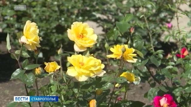 Ставропольцы выбирают объекты для благоустройства