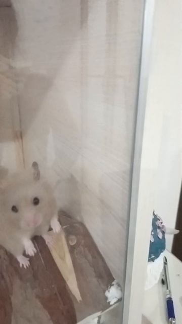 видео с лаймом.