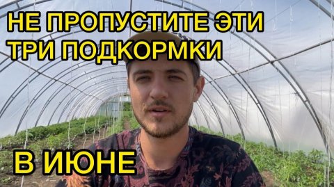 Подкормка томата сразу после высадки. Схема подкормок.