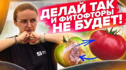 Профилактика болезней томатов ПОСЛЕ ЭТОГО ТОМАТЫ НЕ ЗАБОЛЕЮТ!