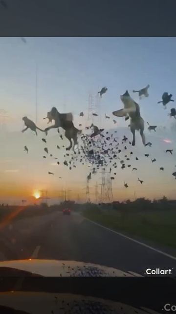 это дождь из котов ?