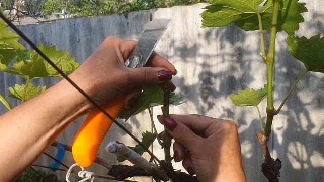 Прививаем новинки Этого года,показываем результат прошлогодних трудов!