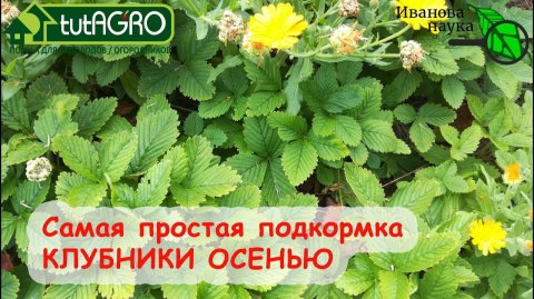 ЧЕМ ПОДКОРМИТЬ КЛУБНИКУ ОСЕНЬЮ Самый простой способ для большого и вкусного урожая.