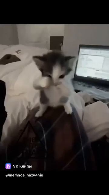 котятки