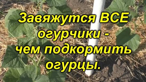 Чем подкормить огурцы. 100 % все завязи на огурцах превратятся в зеленцы!