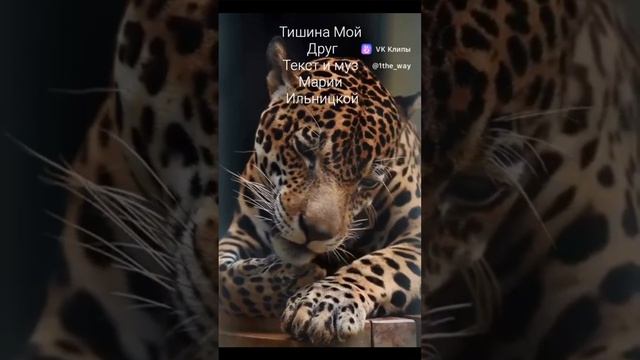 Тишина ты мой друг