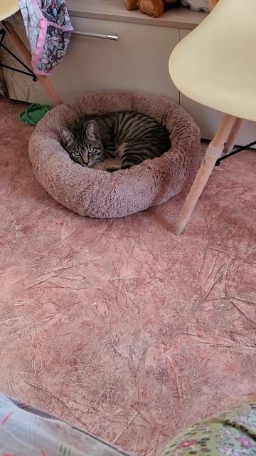 мы в ответе за тех кого приручили