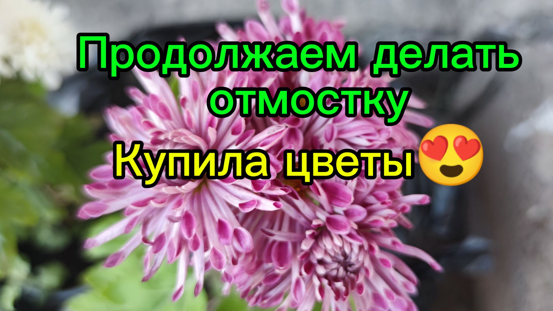 Продолжаем делать отмостку // Купила колеус и корейские хризантемы