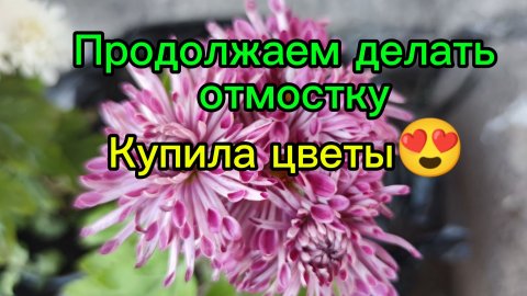 Продолжаем делать отмостку // Купила колеус и корейские хризантемы