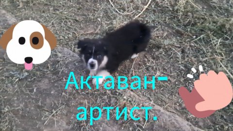 Актаван- артист.💥🐶
