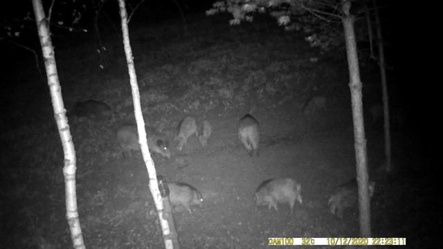 Дикий кабан 🐗 России часть 6