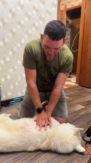 Аттестация всё идёт 🏔️  Юкки был в роли пострадавшего 🐕🩺