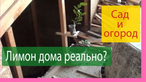 Пересадка лимона методом перевалки и размножение интересным способом
