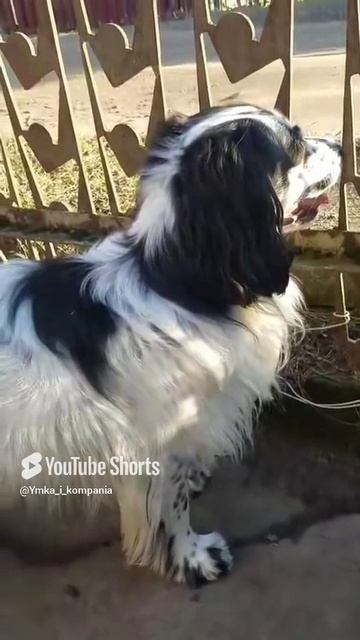 Неадекватный...))) #como #собака #животныешляйх #like #юмор #like4like #смешновидео #puppy #прикол