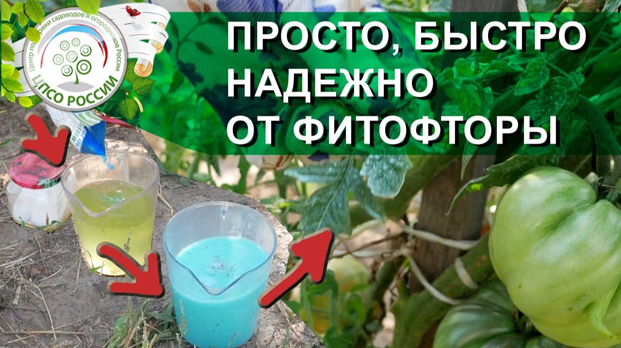 КАК ОБРАБОТАТЬ ПОМИДОРЫ И ЗАБУДЬТЕ ПРО ФИТОФТОРОЗ НА ПОМИДОРАХ.