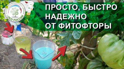 КАК ОБРАБОТАТЬ ПОМИДОРЫ И ЗАБУДЬТЕ ПРО ФИТОФТОРОЗ НА ПОМИДОРАХ.