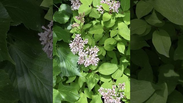Очень люблю цветы, природу и весну🌷🌸🩷💗💕💚🌿🪻☀️💛🧡🌼⚘️🌹🍀☘️.mp4