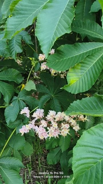 Зацвёл каштан 🌸🌸🌸  20.05.2026