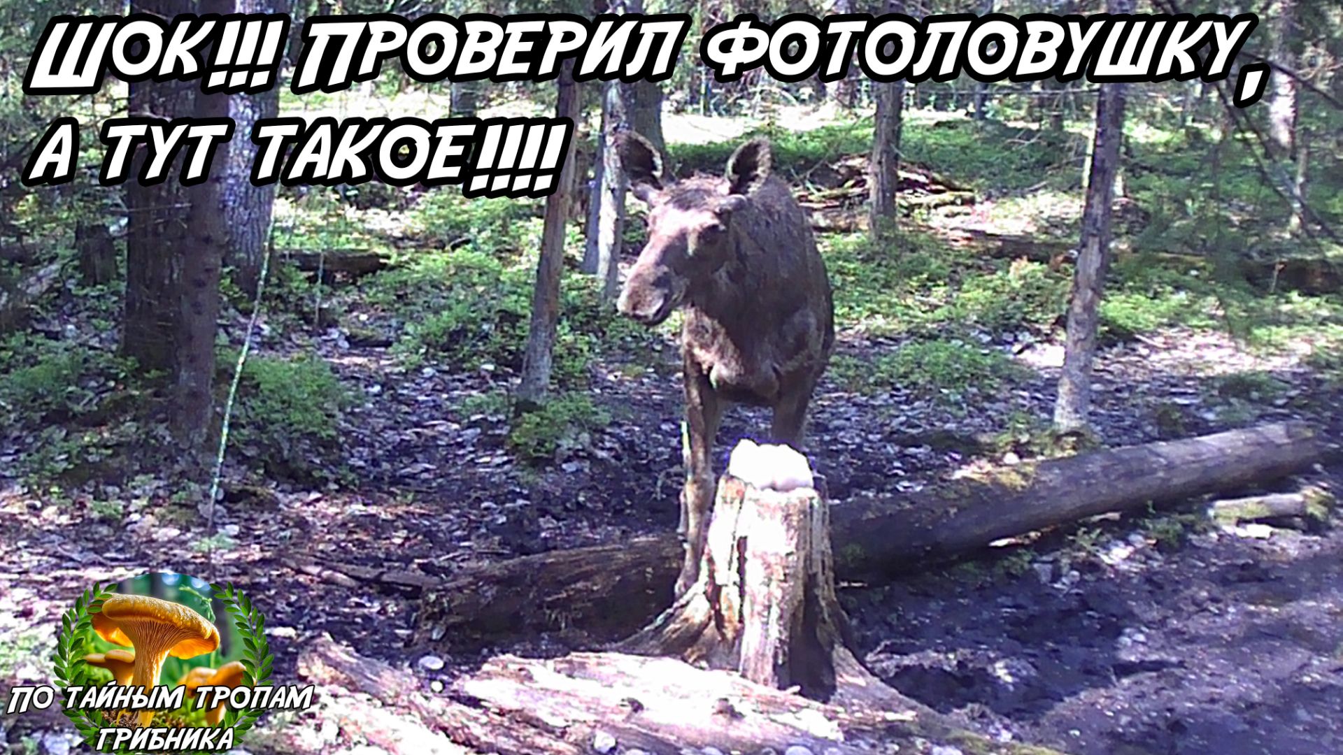 Шок!!! Проверил фотоловушку, а тут такое!!!! 23.05.26