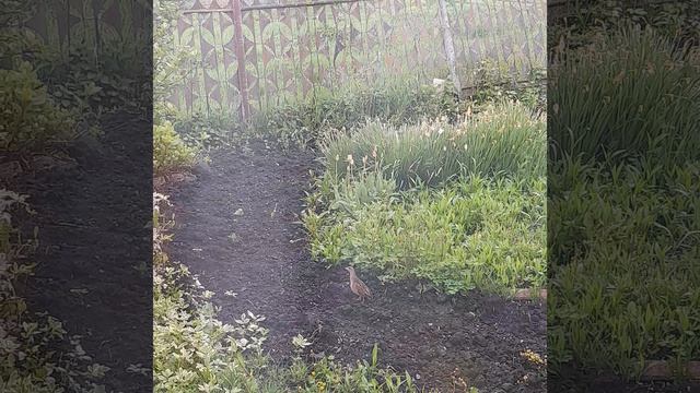 Коростель орёт под окном