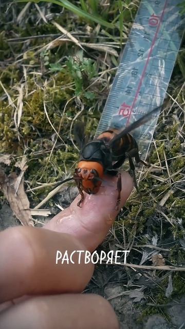 С этими насекомыми лучше не связываться #насекомые #жуткиефакты