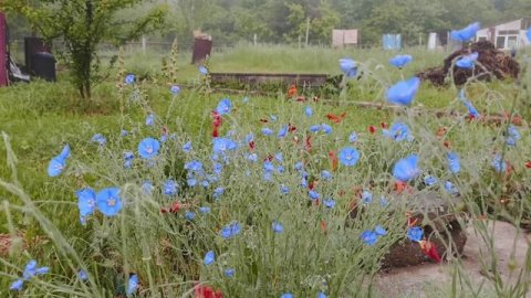 Ритмы загородной жизни;от утренних забот до вечернего леса.