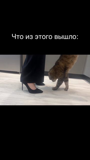 При создании ролика котик не пострадал😁
