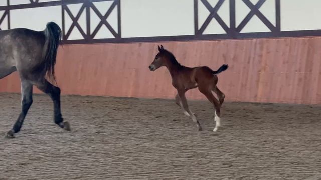 Dorotea - 26