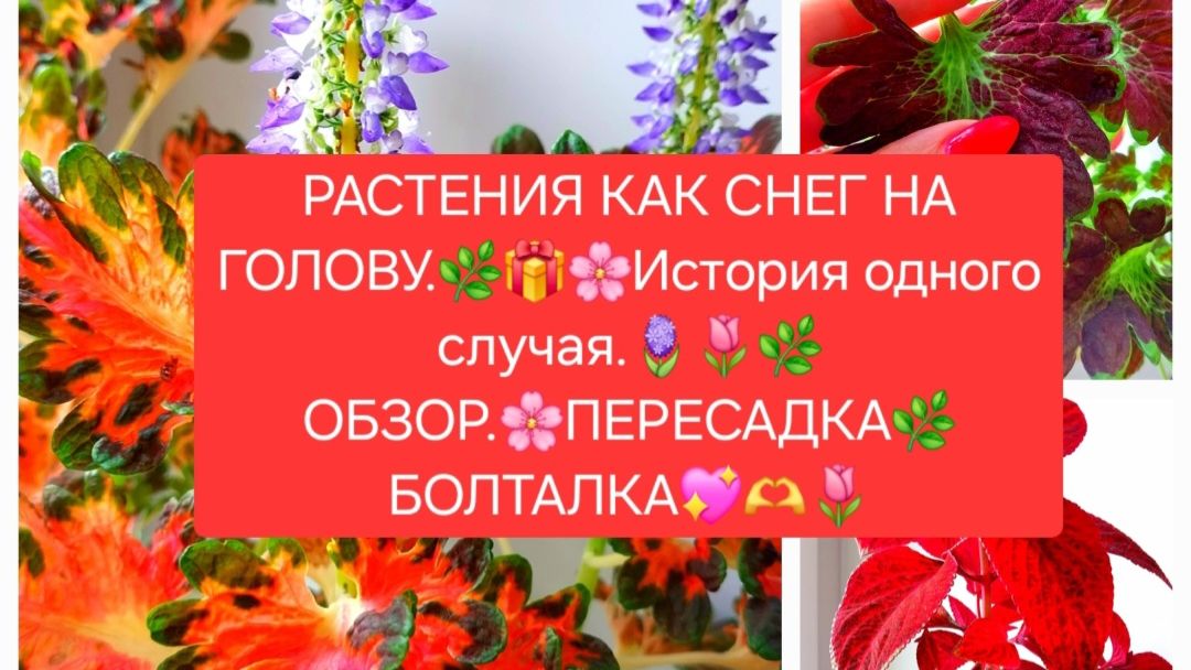 РАСТЕНИЯ КАК СНЕГ НА ГОЛОВУ.🌷💖 ОБЗОР.🌸 ПЕРЕСАДКА.🌿 БОЛТАЛКА.💖🌸
