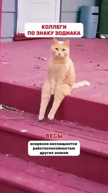 Знаки зодиака