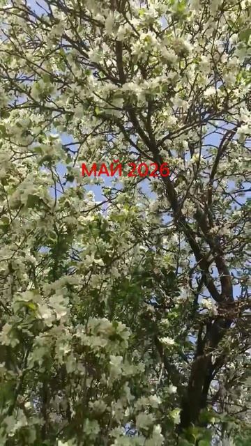 export_5909185259197203623.mp4