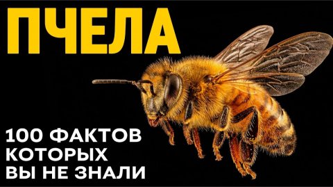 Пчёлы - это существо, без которого исчезнет треть вашей еды.