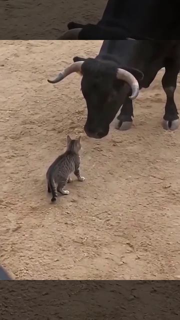 Кот герой!