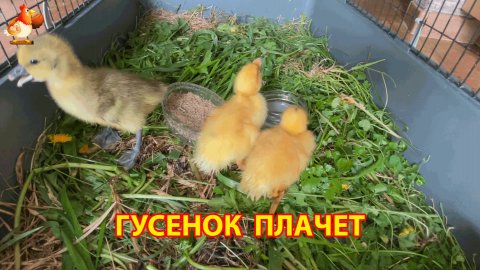 Три птенца с птичьего рынка – утята и гусёнок осваиваются в новом доме (1)