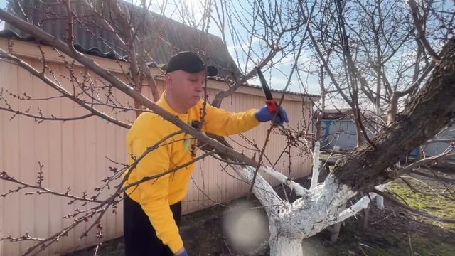 Результат омоложения Абрикоса.