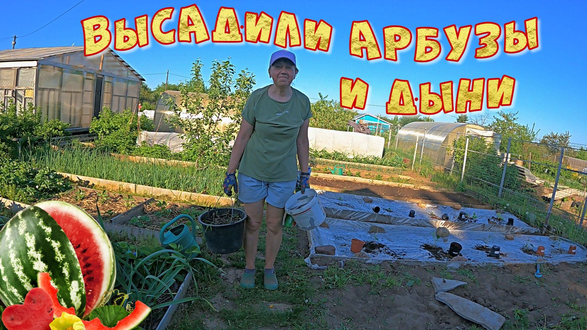 ВЫСАДИЛИ АРБУЗЫ И ДЫНИ