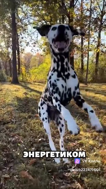 Dolmatin Dog🐈