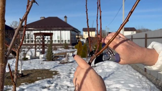 КАК обрезать абрикос.