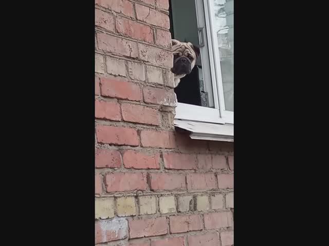 Мопс выглядывает The Pug Is Peeking Out