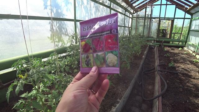 Белокрылка. Методы борьбы
