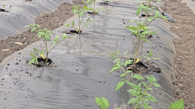 Что делаем после высадки томата. Волгоградская область, май 2026.