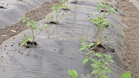Что делаем после высадки томата. Волгоградская область, май 2026.
