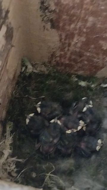 новое пополнение в домике для птиц