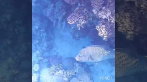 Сказание о Наполеоне Garden Bay!