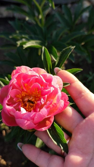 Пион "Корэл Сансет"  / Paeonia 'Coral Sunset'