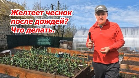 Почему желтеет чеснок даже после подкормки и что с этим делать.