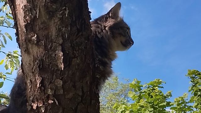 Кот